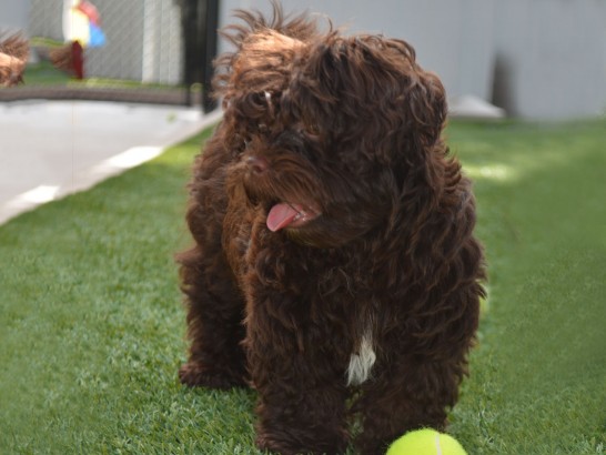 Artificial Grass Photos: Artificial Lawn Revere, Massachusetts Fake Grass For Dogs, Dogs