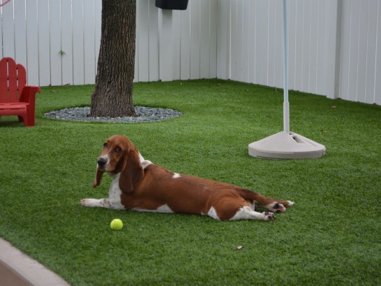 Artificial Grass Photos: Artificial Turf North La Crosse, Wisconsin Dog Grass,  Dog Kennels