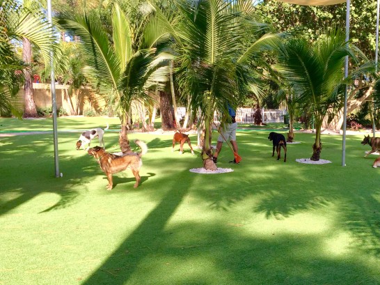 Artificial Grass Photos: Fake Grass The Hammocks, Florida Hotel For Dogs, Grass for Dogs