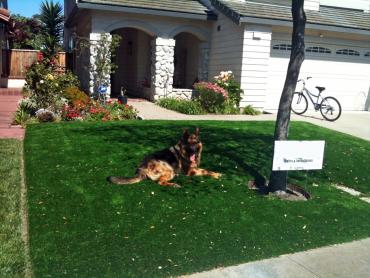 Artificial Grass Photos: Faux Grass Colorado Springs, Colorado Roof Top, Dogs Runs