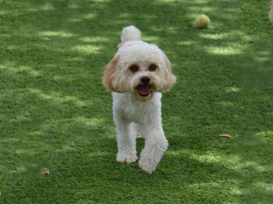 Artificial Grass Photos: Grass Carpet Euless, Texas, Dogs Park