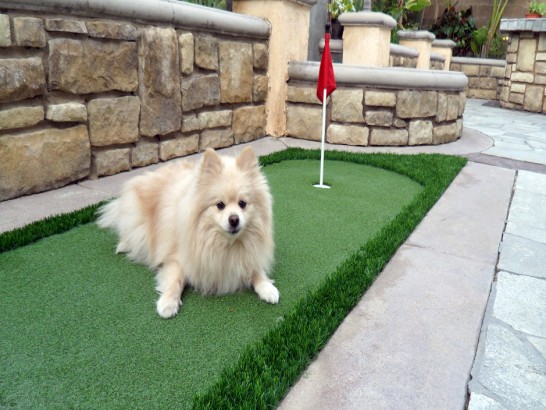 Artificial Grass Photos: Lawn Services Corvallis, Oregon Lawns,  Dog Kennels