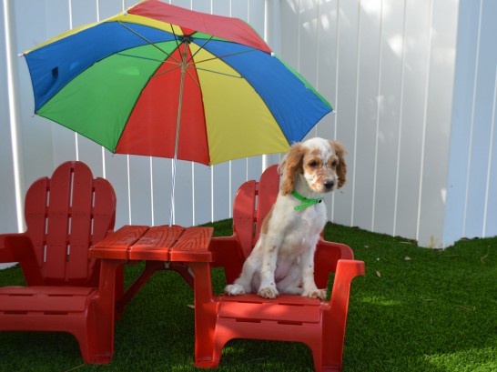 Artificial Grass Photos: Outdoor Carpet Catalina Foothills, Arizona Dog Parks, Dogs Runs