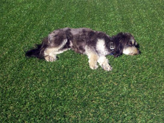 Artificial Grass Photos: Outdoor Carpet Homestead, Florida Roof Top, Dogs