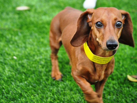 Artificial Grass Photos: Plastic Grass Levittown, New York Dog Park, Dogs Park