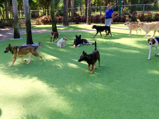 Artificial Grass Photos: Synthetic Lawn Glendora, California Cat Grass, Dogs