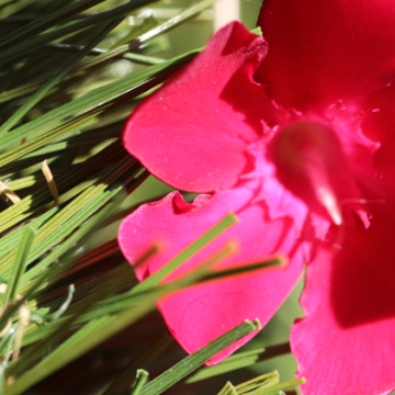 Double W Blade shape 85 oz. synthetic lawn Double W Blade shape 85 oz. synthetic lawn