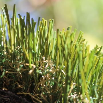 Double W Blade shape 85 oz. artificial grass synthetic turf Double W Blade shape 85 oz. artificial grass synthetic turf