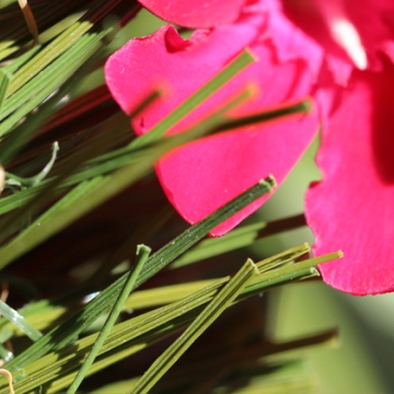 Double W Blade shape 85 oz. fake grass Double W Blade shape 85 oz. fake grass