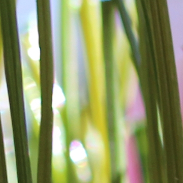 Double W Blade shape 85 oz. commercial lawn Double W Blade shape 85 oz. commercial lawn