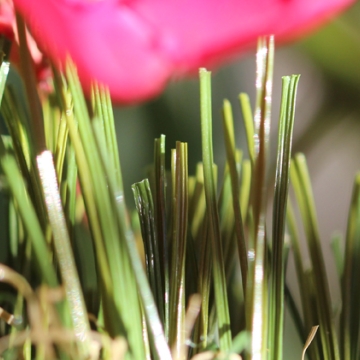 Double W Blade shape 85 oz. artificial grass Double W Blade shape 85 oz. artificial grass