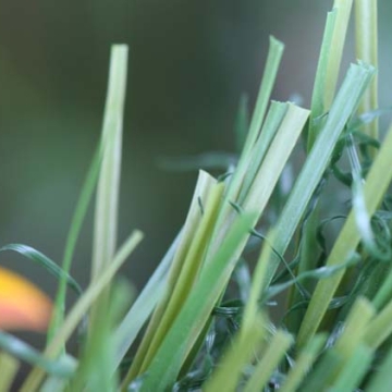 Real Turf